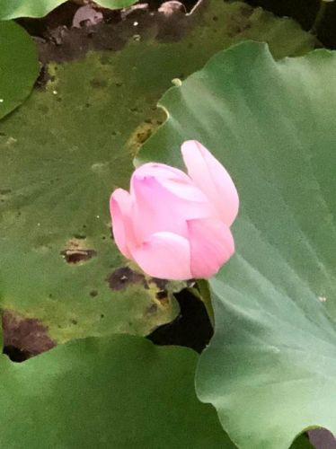 超凡脱俗的意思是什么三年级？超凡脱俗的意思是什么并造句-第1张图片-