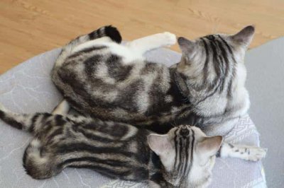 ​奶牛猫到底有多可怕，为何会让人望而却步（奶牛猫千万不能养）