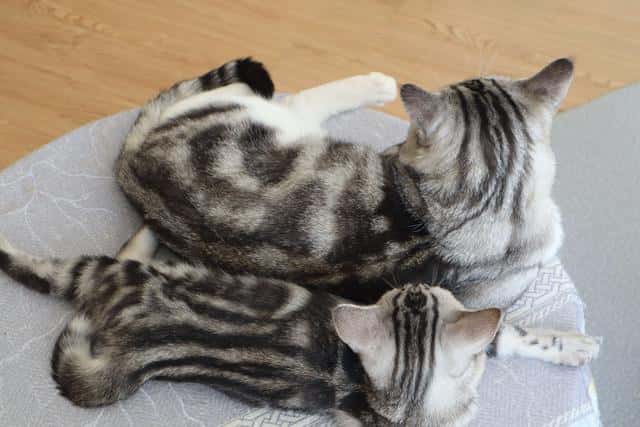 奶牛猫到底有多可怕，为何会让人望而却步（奶牛猫千万不能养）