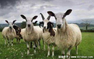 ​属羊人全年运势怎么样 其它属相的运势如何