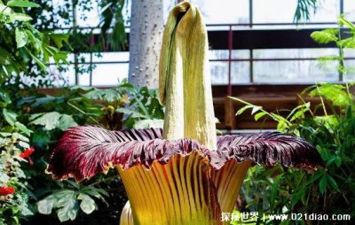 ​尸香魔芋是什么东西真的存在吗，其实就是巨魔芋(花朵图片艳丽)