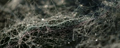 ​英国：合成蜘蛛丝治愈伤口