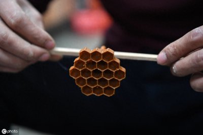​人工养殖胡蜂，蜂王收集技术公开，新手必看