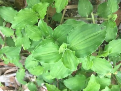 ​酷似鸭跖草，人称“饭包草”，虽然名字不好听，但是作用却不小
