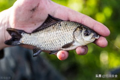 ​买鲫鱼要分清“工程鲫”和“野生鲫”，区别很大，弄懂再买不会错