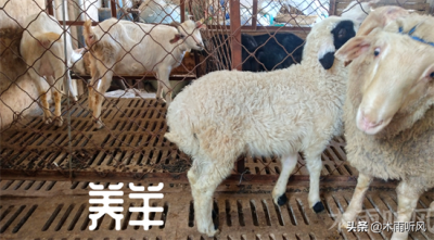 ​地里面施用羊粪有什么好处，羊粪怎么快速腐熟？