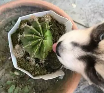 ​盘点能吃仙人掌的动物，最后一个看的让人起鸡皮疙瘩
