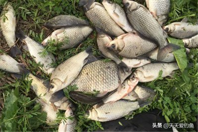 ​钓鲫鱼技巧教程（钓鱼技巧教程：野钓鲫鱼，掌握4大必杀技巧，上鱼数量多、个