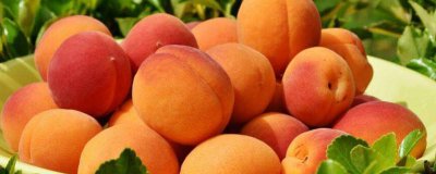 ​桃子能和虾一起吃吗? 桃子和虾能一起吃么