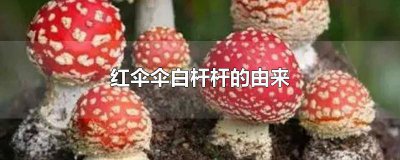 ​红伞伞白杆杆指的是什么 红伞伞白杆杆的