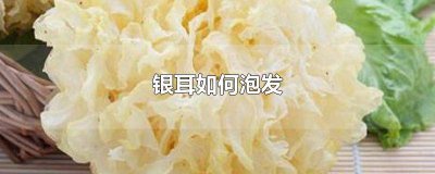 ​银耳的发泡方法 银耳怎么泡发