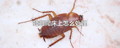 ​有蟑螂在床上爬怎么办 蟑螂会爬到床上怎么办