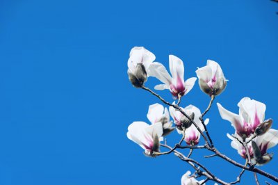 ​杂诗王维(古诗词里的微历史｜王维《杂诗》：心情复杂、顾左右而言他的“思乡曲