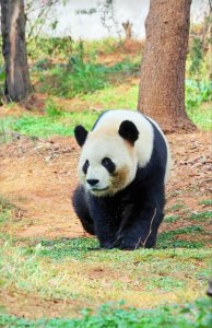 ​熊猫的性格特点是什么（熊猫的性格特点是什么,五十字的概括）