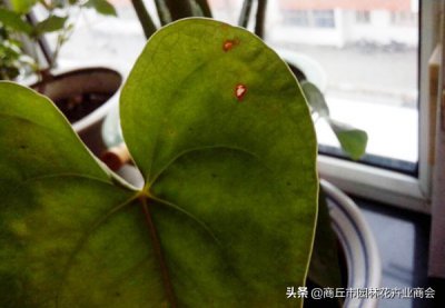 ​红掌叶子中间干枯破洞（红掌叶子中间干枯破洞打蔫怎么回事）
