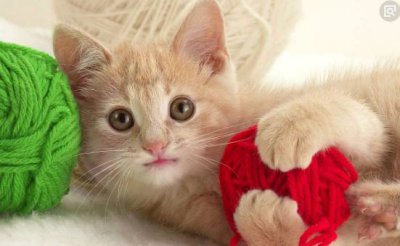 ​养猫的好处（盘点养猫的6大好处，再也不用担心别人说“养猫有什么用”了）