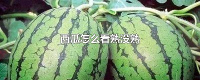 ​自家种的西瓜怎么看熟没熟 种的西瓜怎么看熟不熟