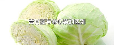 ​甘蓝菜和卷心菜的区别 卷心菜和青甘蓝是个一样的吗?