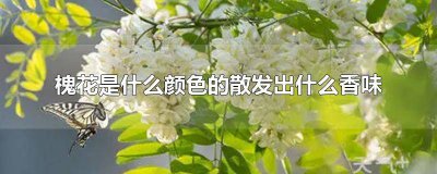 ​槐花的香味是什么样的 槐花散发着什么香味