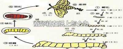 ​蚕下的卵为什么是粘在纸上的 蚕卵粘在茧上怎么办