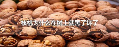 ​核桃树上的核桃变黑了脱落怎么办 核桃树的核桃都变黑了