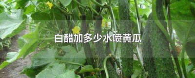 ​白醋兑水可以喷黄瓜吗 黄瓜可以喷醋水吗