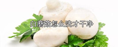 ​白蘑菇怎么洗更干净 白菇怎么洗才干净视频