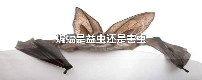 ​蝙蝠是益虫还是害虫他吃不吃蚊子和苍蝇 蝙蝠是益虫还是害虫?那个蝙蝠飞