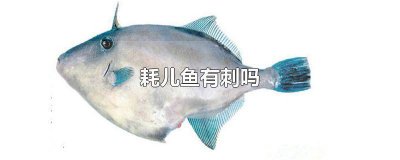 ​耗儿鱼鱼刺多吗 耗儿鱼刺多么