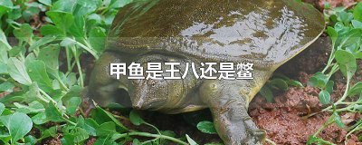 ​甲鱼 王八 鳖 有什么区别 甲鱼王八鳖有啥区别