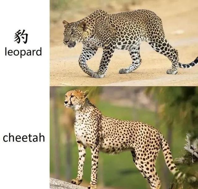 奇塔Cheetah不是豹，Leopard才是豹-