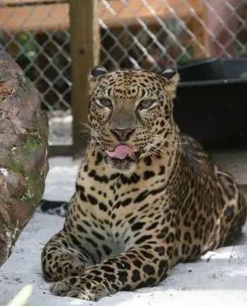 奇塔Cheetah不是豹，Leopard才是豹-