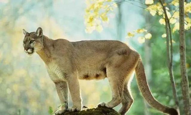 奇塔Cheetah不是豹，Leopard才是豹-