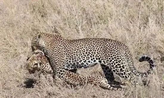 奇塔Cheetah不是豹，Leopard才是豹-