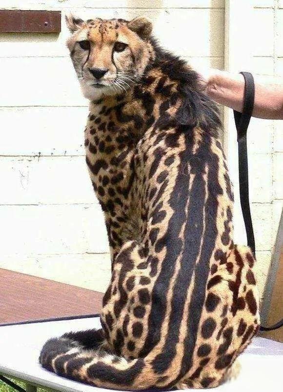 奇塔Cheetah不是豹，Leopard才是豹-