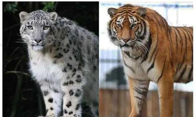奇塔Cheetah不是豹，Leopard才是豹-