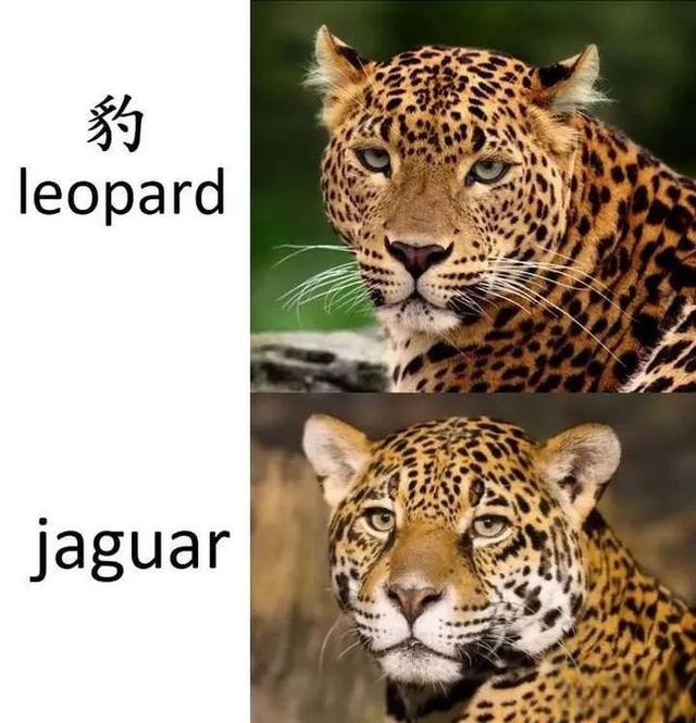 奇塔Cheetah不是豹，Leopard才是豹-