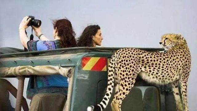 奇塔Cheetah不是豹，Leopard才是豹-
