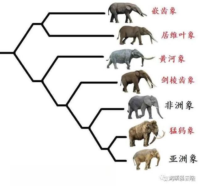 奇塔Cheetah不是豹，Leopard才是豹-