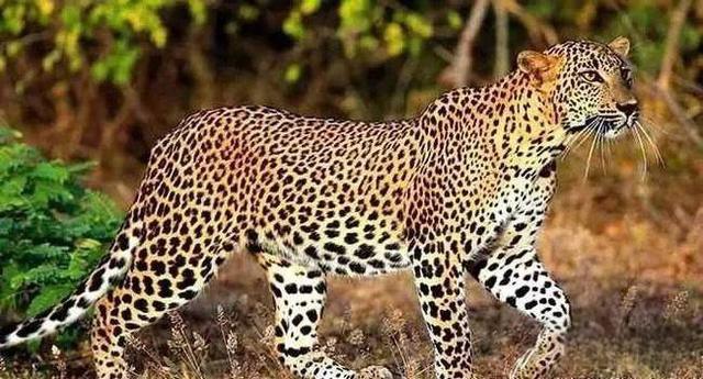 奇塔Cheetah不是豹，Leopard才是豹-