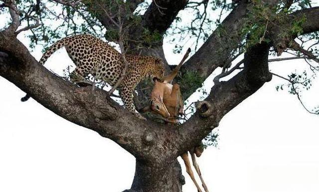 奇塔Cheetah不是豹，Leopard才是豹-