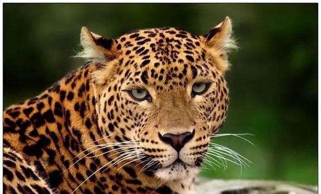奇塔Cheetah不是豹，Leopard才是豹-