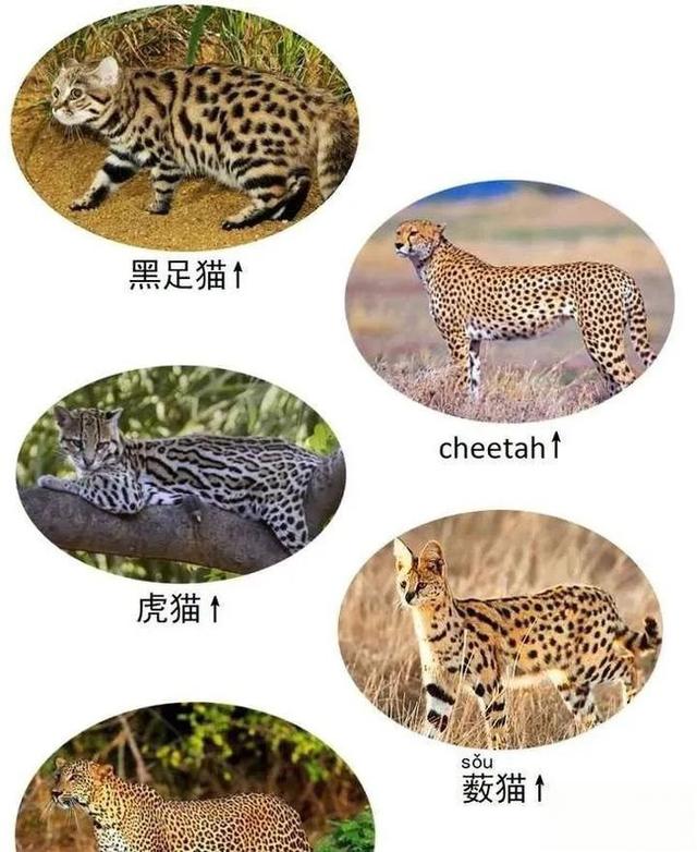 奇塔Cheetah不是豹，Leopard才是豹-