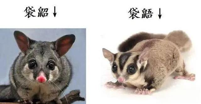 奇塔Cheetah不是豹，Leopard才是豹-