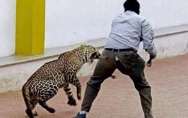 奇塔Cheetah不是豹，Leopard才是豹-