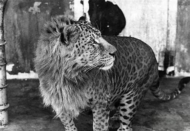 奇塔Cheetah不是豹，Leopard才是豹-