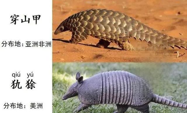 奇塔Cheetah不是豹，Leopard才是豹-
