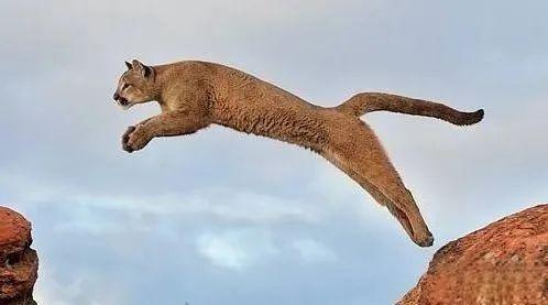 奇塔Cheetah不是豹，Leopard才是豹-