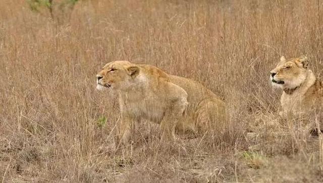 奇塔Cheetah不是豹，Leopard才是豹-