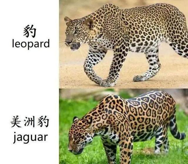 奇塔Cheetah不是豹，Leopard才是豹-